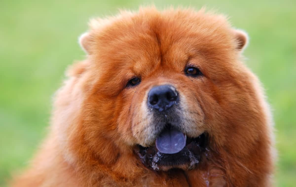 Источник: https://www.petcare.com.au/wp-content/uploads/2017/09/Chow-Chow_PetCare-1-1200x759.jpg