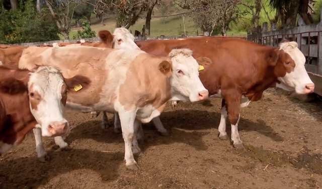 Сколько весят коровы | Знай ферму | Дзен