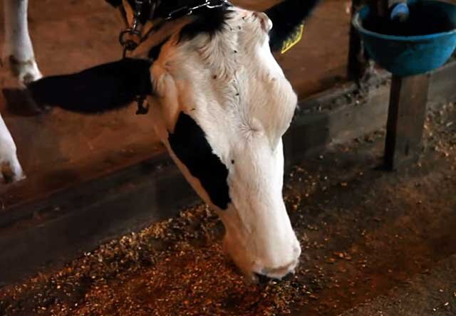 Как лечить мастит у коровы народными средствами?
