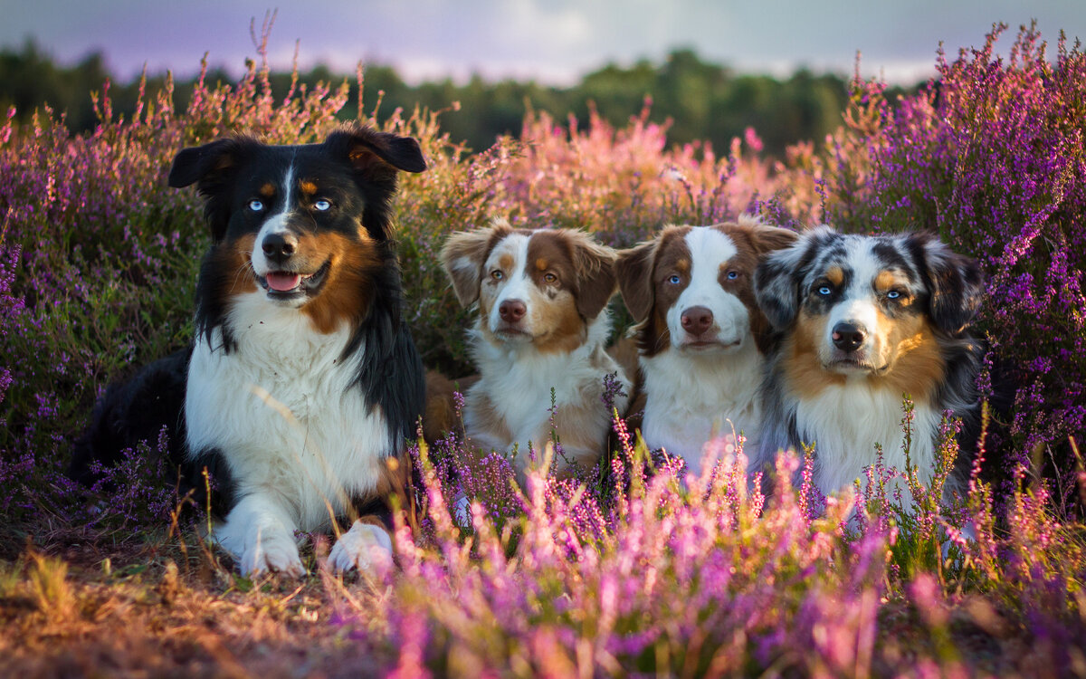 https://besthqwallpapers.com/Uploads/26-10-2017/25807/aussie-4k-australian-shepherd-cute-animals-dogs.jpg