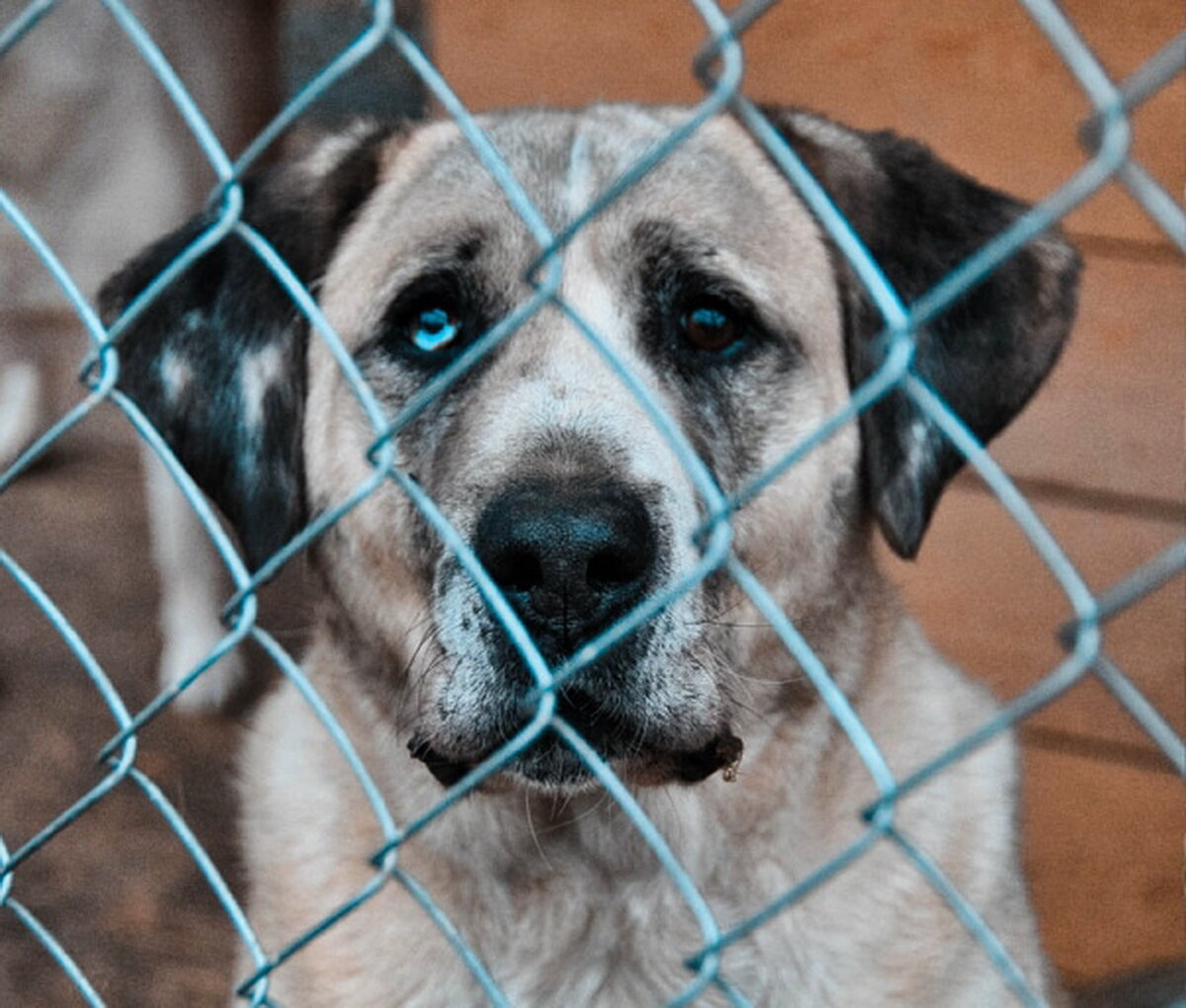 Буч. Фото из личного архива моей дочери, Instagram: mеlarаnum.рh. Опубликовано с разрешения автора