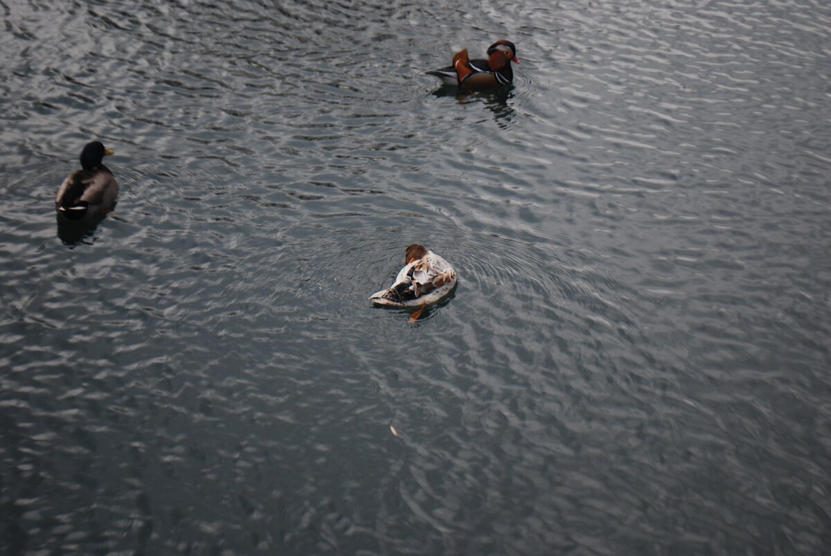 Мандаринка-самочка чистит крылья