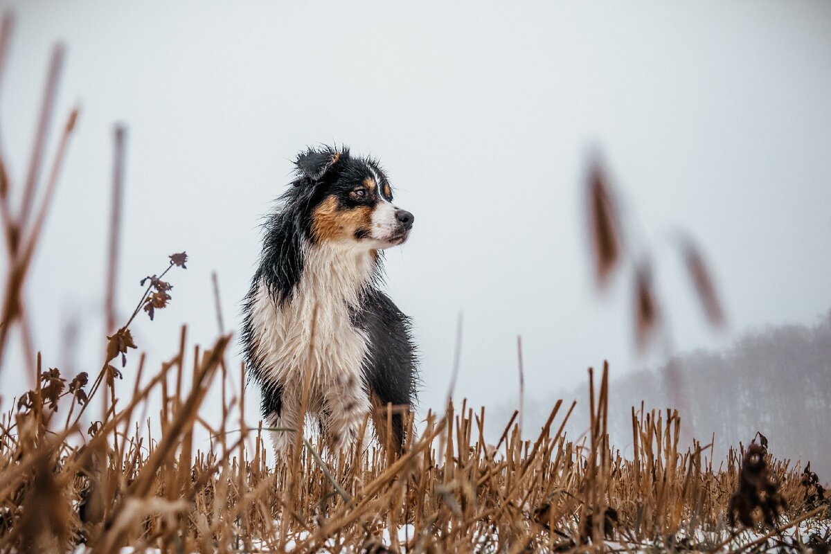 Бомжесобачка мокрая от кончика носа до отсутствующего хвоста