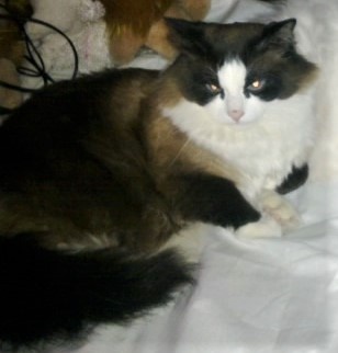 Ваське пять лет