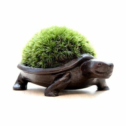 Кашпо «Черепашка» со мхом 