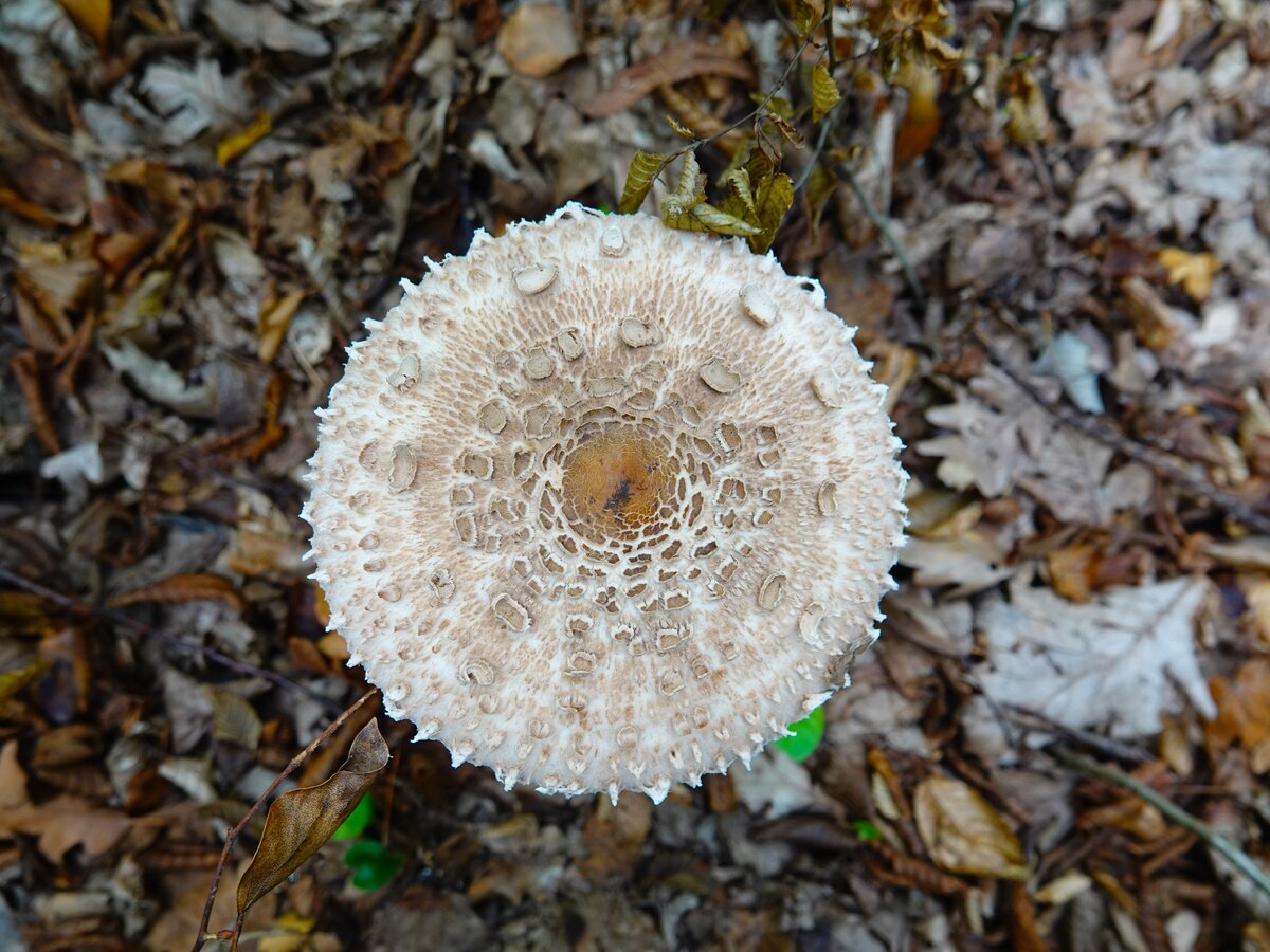 Гриб-зо́нтик пёстрый (лат. Macrolepiota procera) 