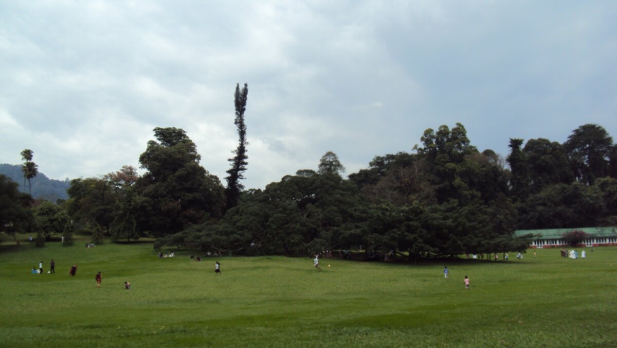 Вот оно, это замечательное дерево! 