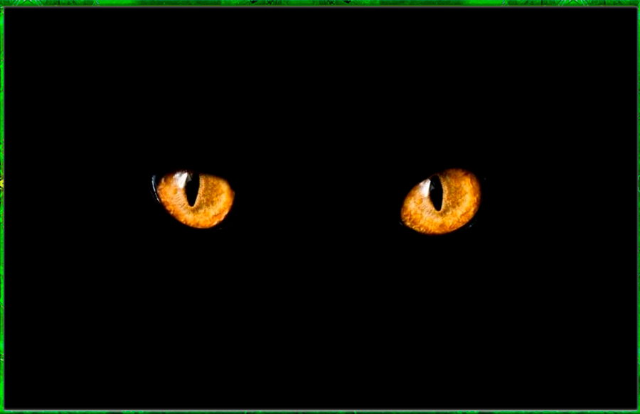 Два глаза в темноте