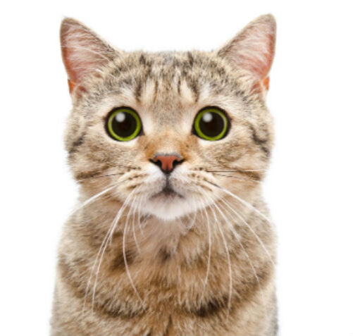 У кошки расширенные зрачки - норма или патология | Лапа помощи | Дзен