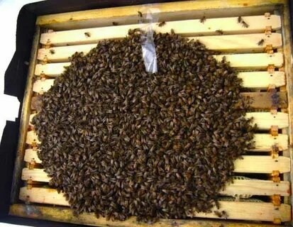 Зимовка пчёл.