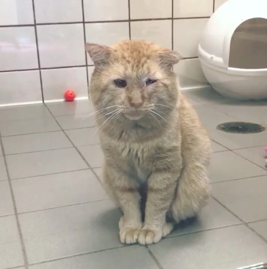 Ветеран уличных боев