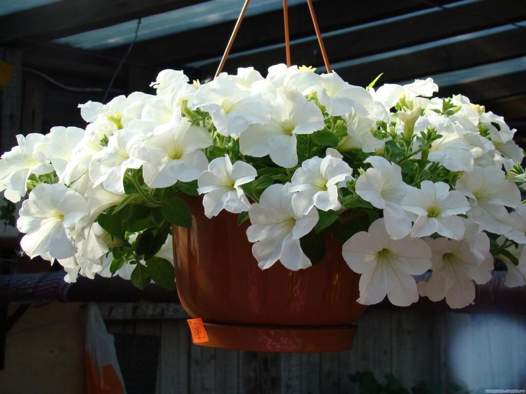 Фото Яндекс.Картинки