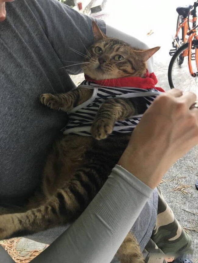 Упитанный котик