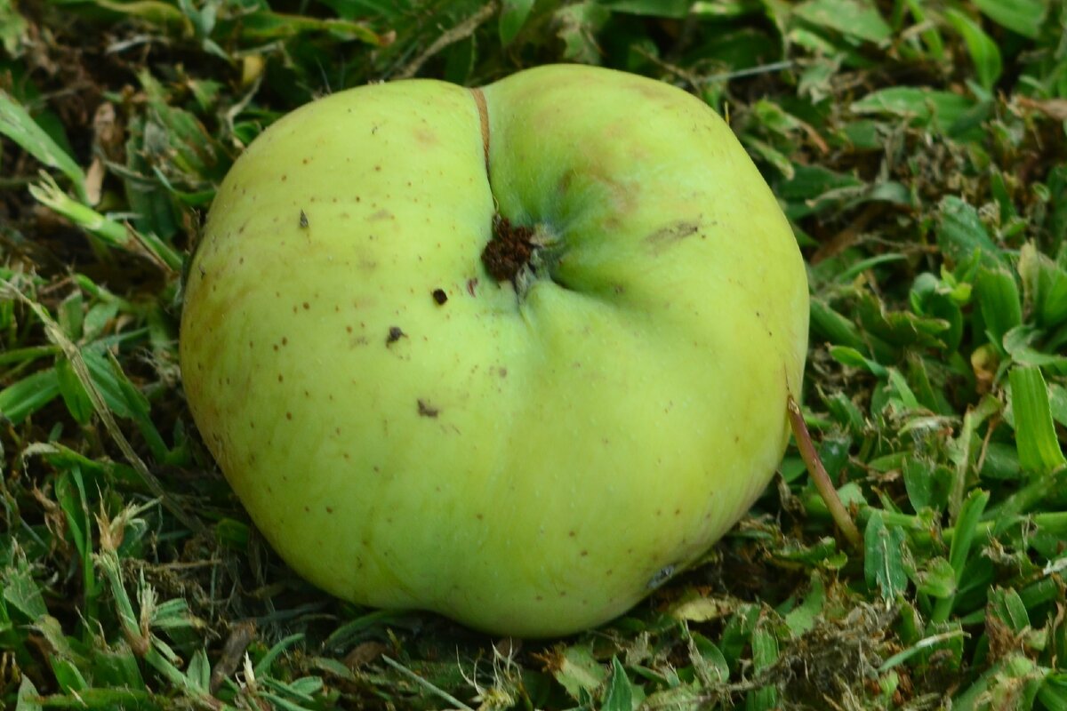 У меня в саду такие растут.