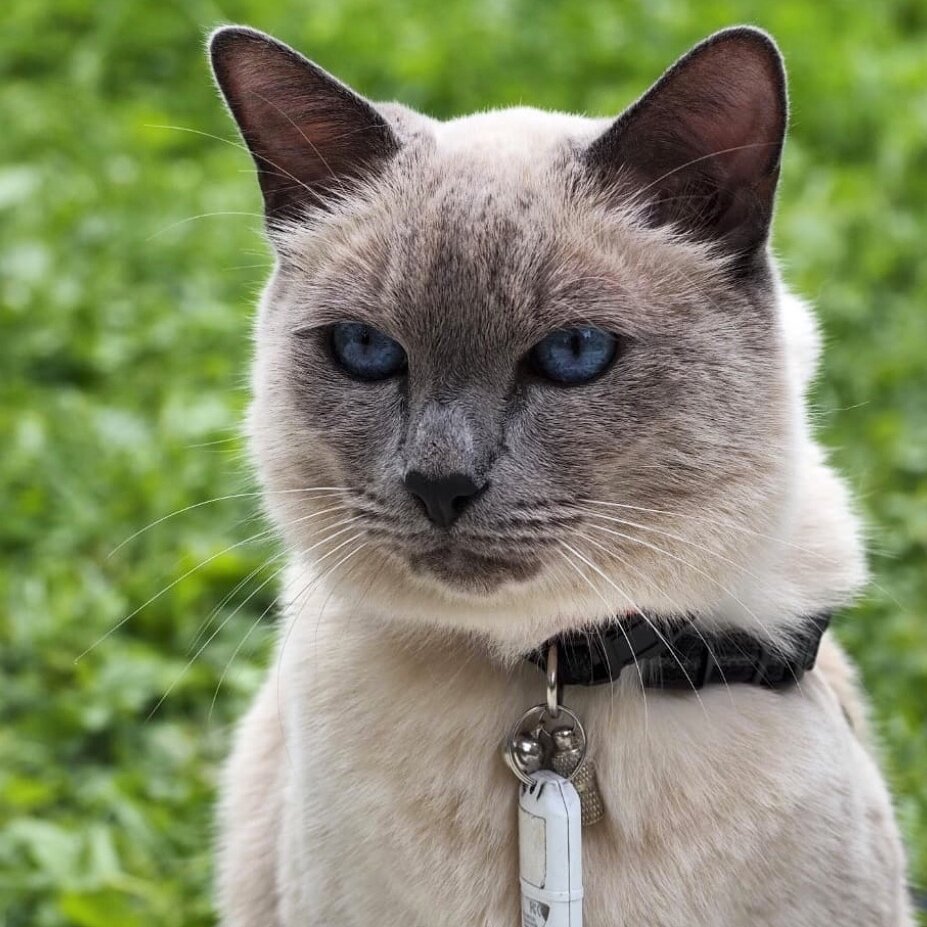 Котики любят гулять на природе. Они хищники!