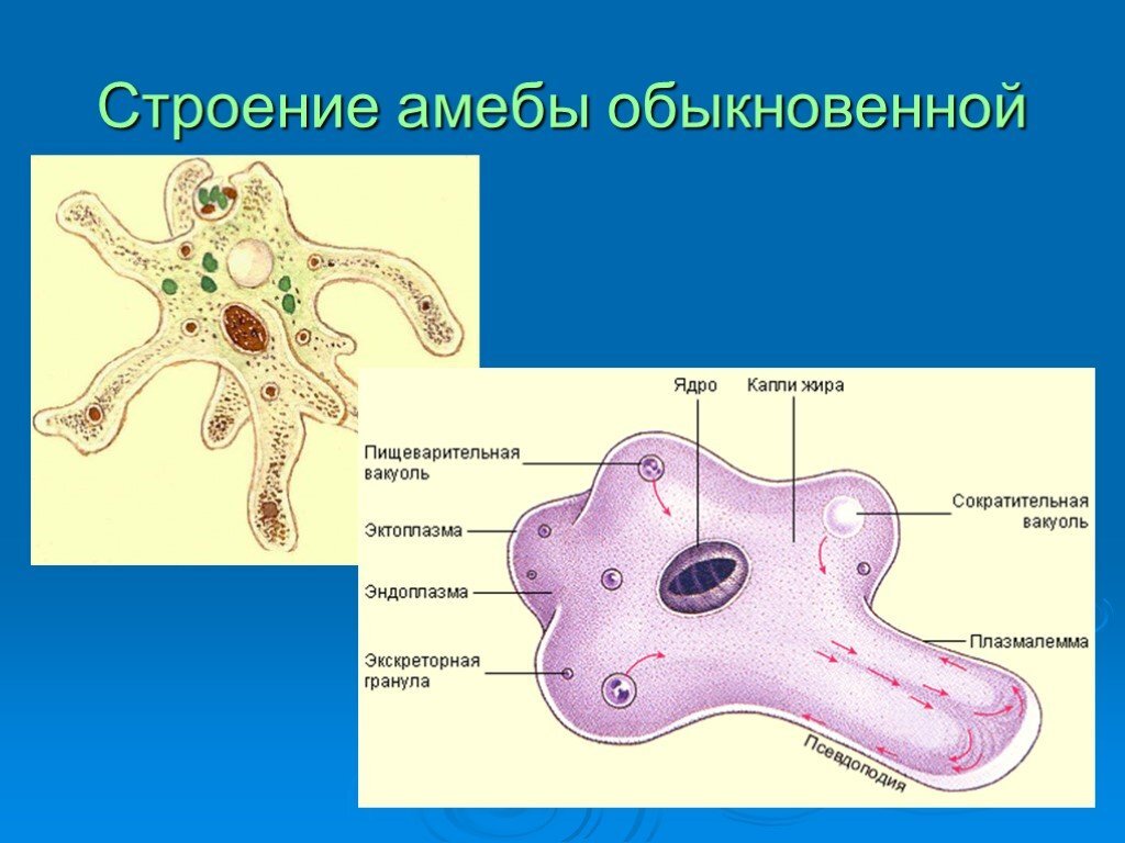 Амеба обыкновенная фото и строение СВЕТОНОСНАЯ ВОДА - ЭТО ВНУТРЕННЯЯ ВОДА ЭНЕРГИИ МЫСЛЕЙ Факты к размышлению Дзен