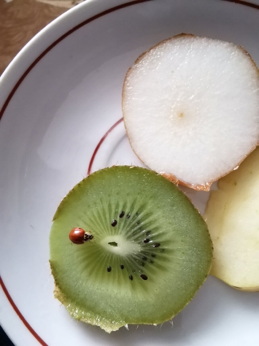 Бегает по киви:___) 