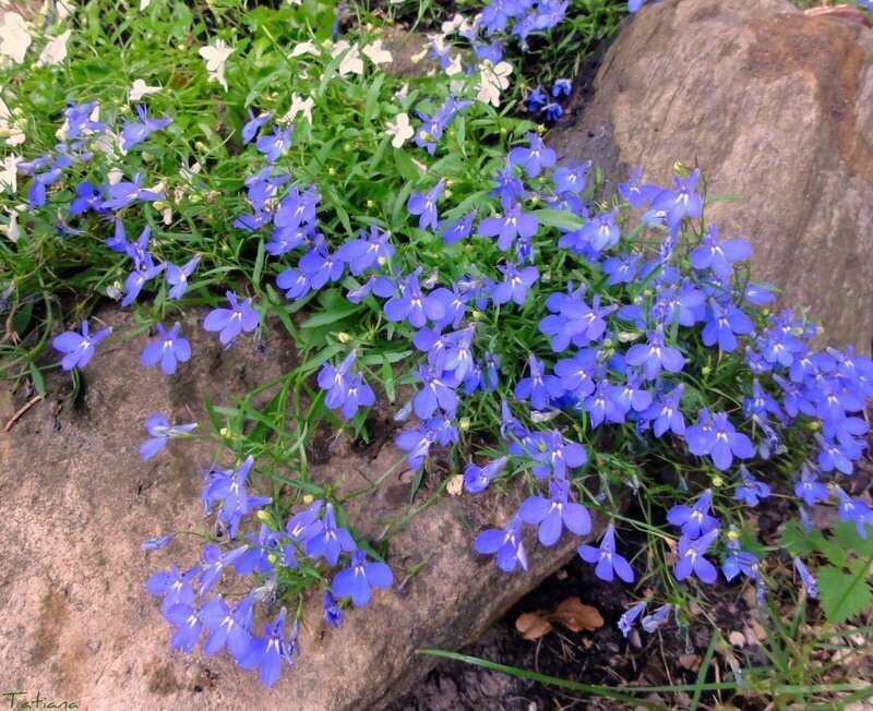 Лобелия голубая и белая в рокарии . Фото автора. 