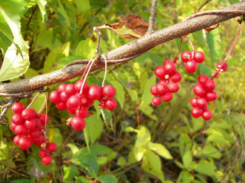 Китайский лимонник. Иллюстрация для статьи используется с сайта 100-trav.ru