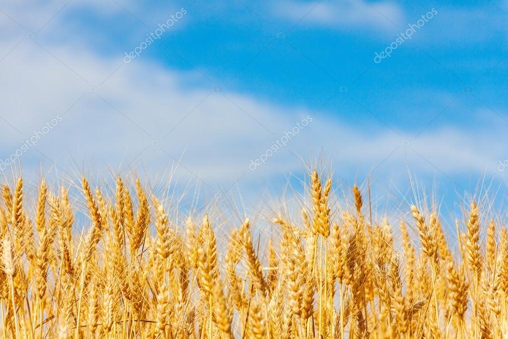 Овес в природе