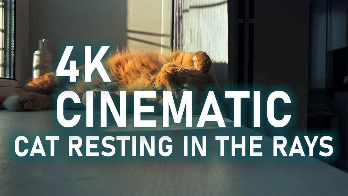 Fujifilm X-T30 4k Cinematic Video Cat playing filmed Negative Standart Film Simulation