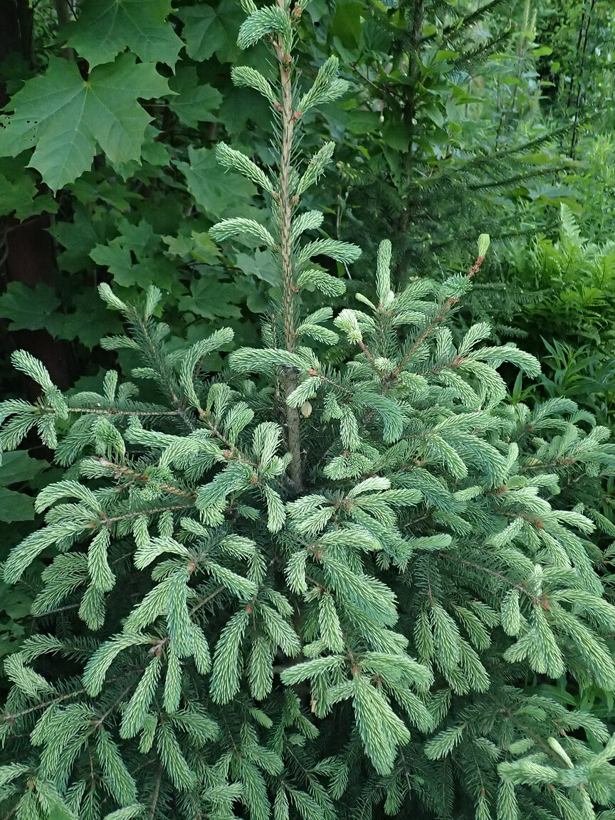 Ель сизая Белокаменка. Фото Александра Кудрявцева. Листайте - дальше ещё 5 фото елей!