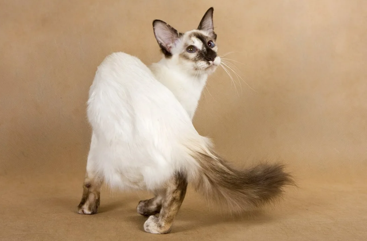 Сиамская Балинезийская кошка. Ориентальная Балинезийская кошка. Балинез Балинезийская кошка. Балинезийский табби Пойнт. Сиамская кошка длинная шерсть