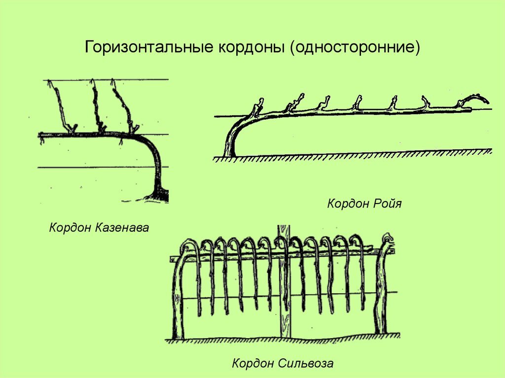 Горизонтальный кордон винограда схема и размеры