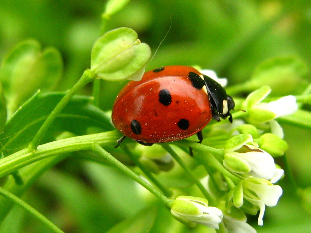  Ильсия Рахматуллина