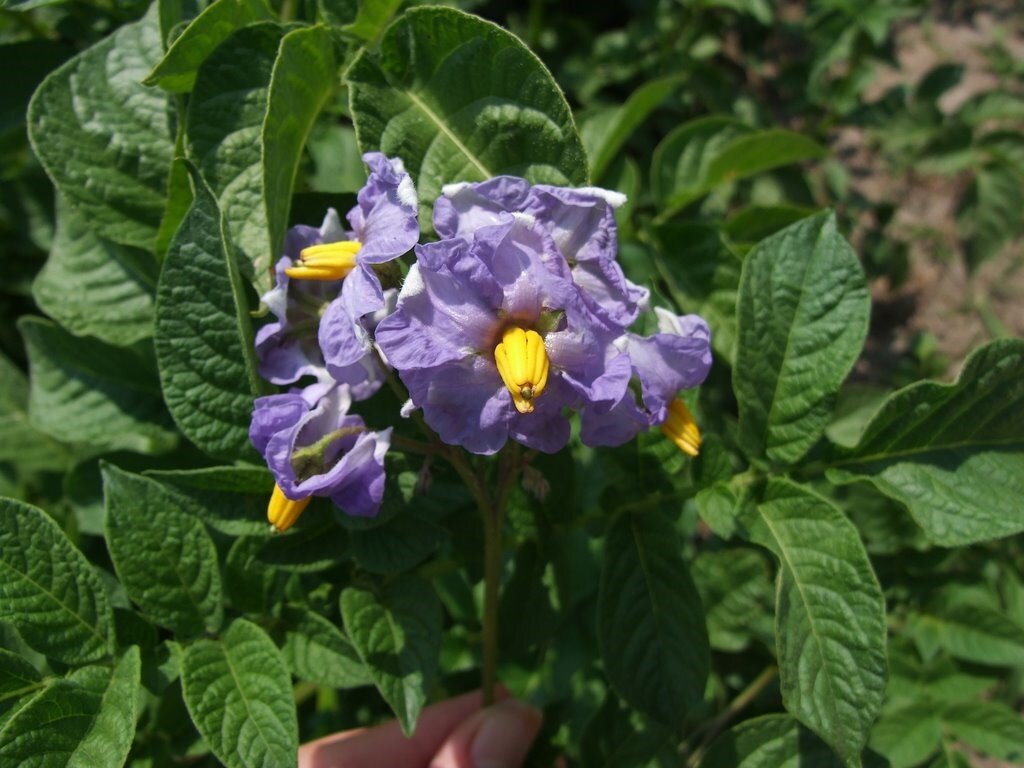 Красивая картошка