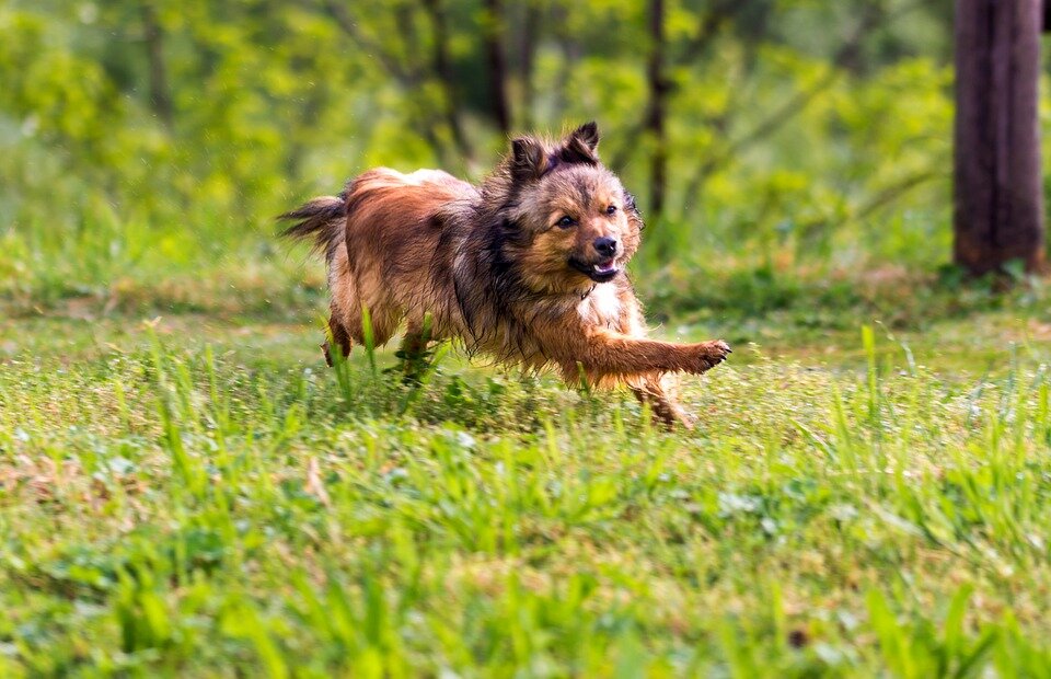 Фото: pixabay.com