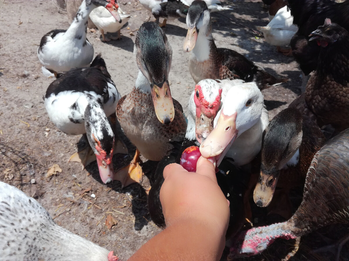 Наше птичье стадо