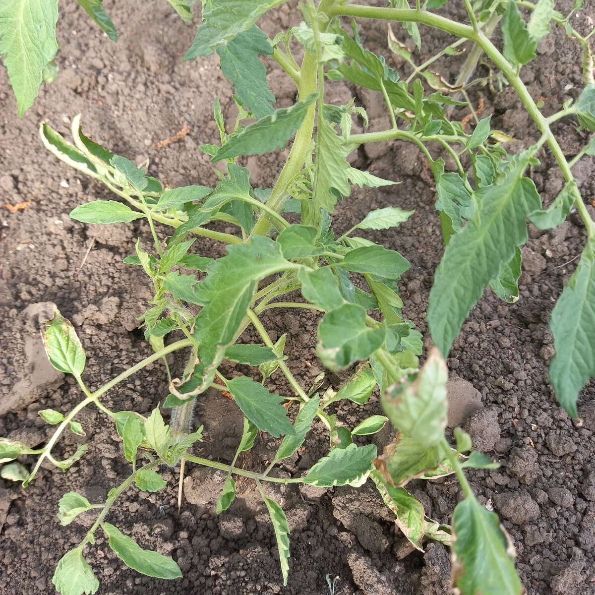 Растения подгорели немного - температура в последнее врем была выше 30 градусов. 