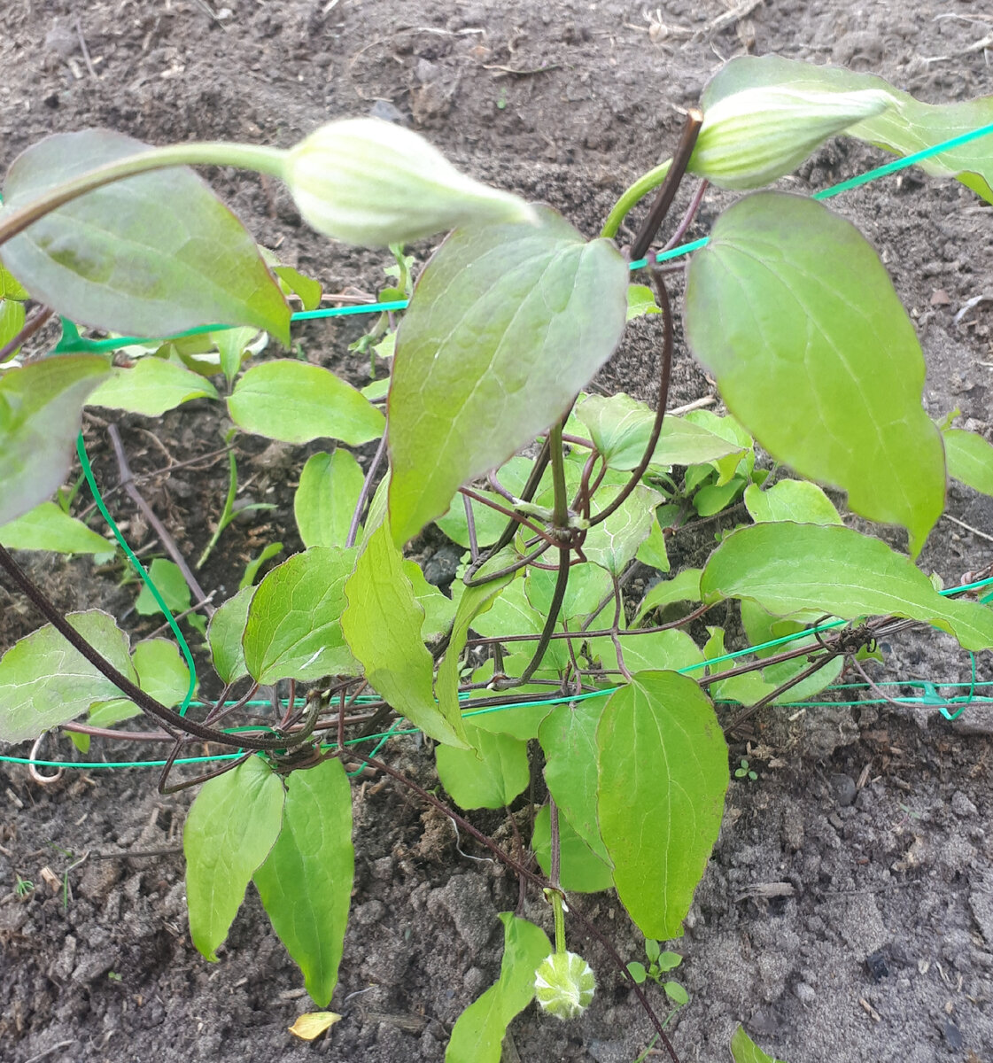 Май 2021 года. Первые бутоны на клематисе. Фото автора.