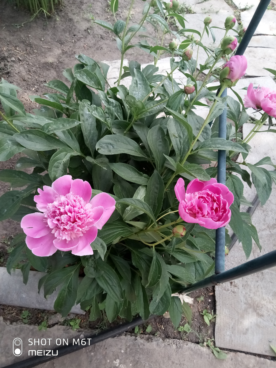 Личное фото автора.