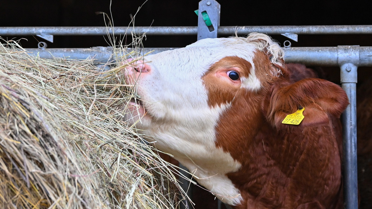 Сено корове в день. Молдавские фермеры. Simmental Cow.