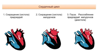 Цикл работы сердца. Фото взято из открытых источников.