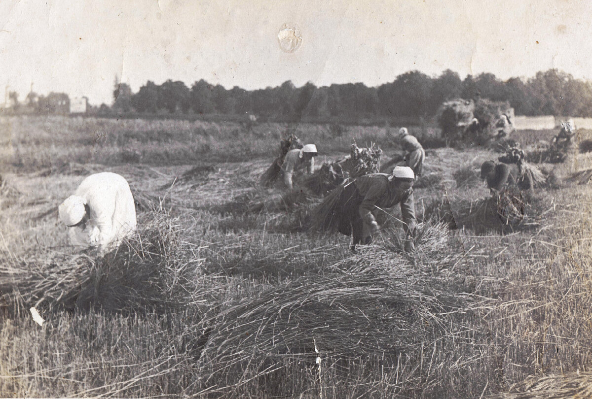 Вязка пшеницы в подшефном с/совете в Сабуровском колхозе 1931 год
