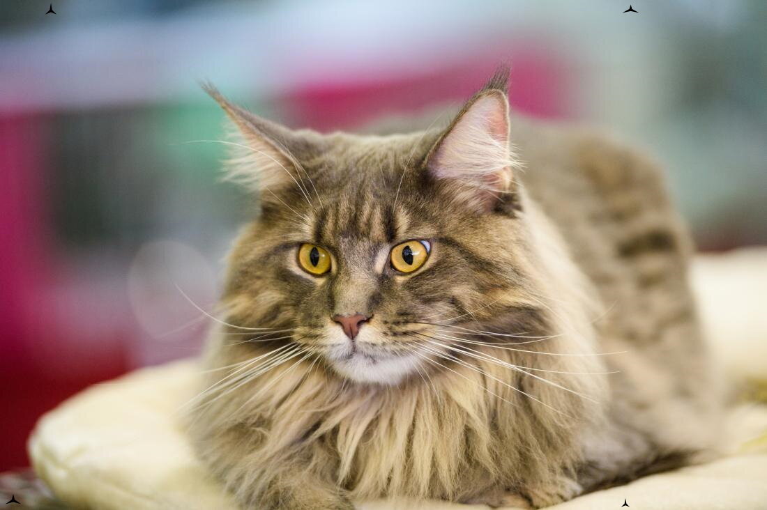 Сколько стоит содержание кошки