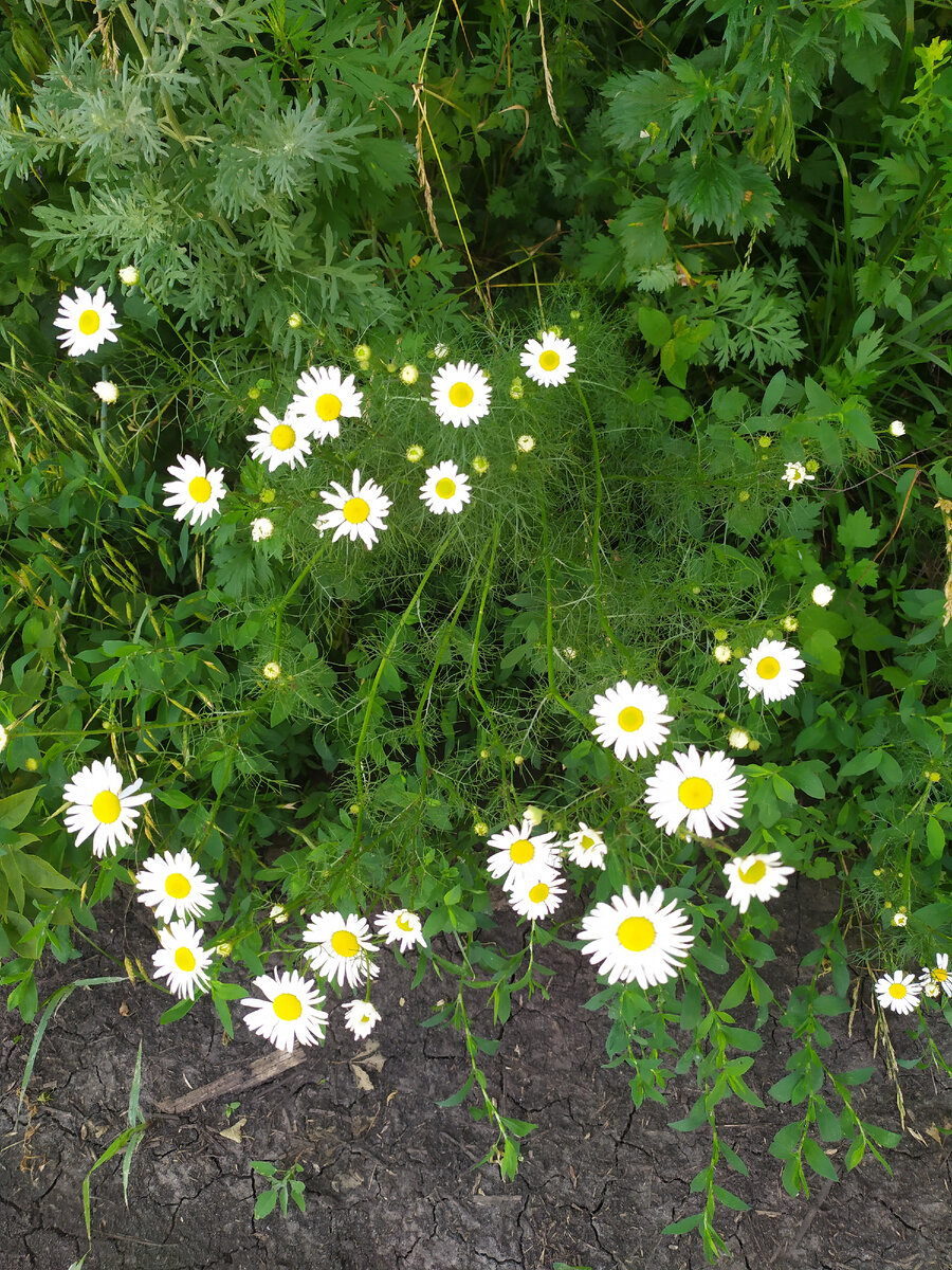 Ромашки не спрятались, а лютики не проникли🙂