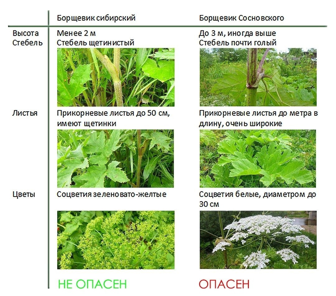 Опознать по картинке растение
