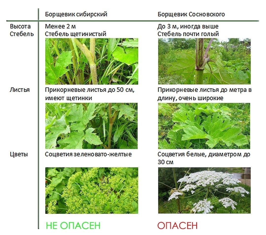 Растение отличается от другого. Борщевик Сибирский и Сосновского отличия. Систематика борщевика. Борщевик Сибирский ядовитый. Борщевик Сосновского и борщевик обыкновенный отличие.