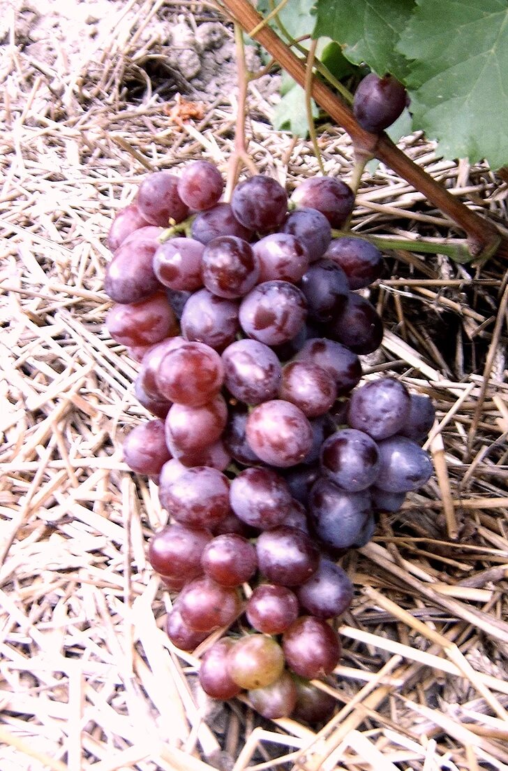 Виноград Червоный