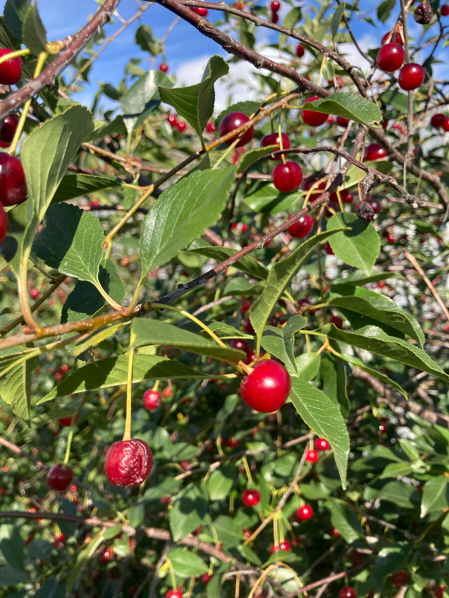 Поспели вишни...