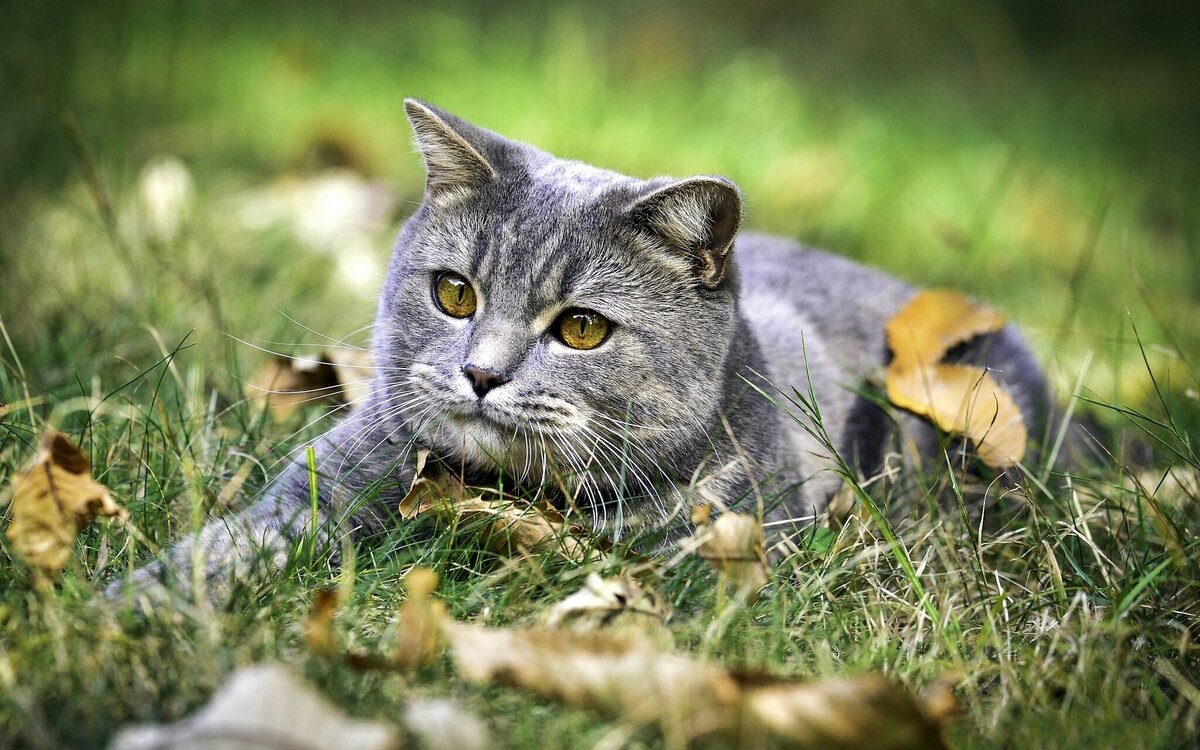 анатомия кошки