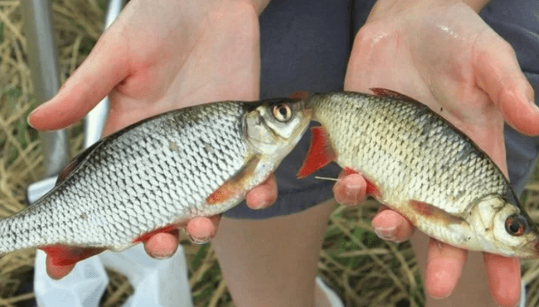 Плотва слева и красноперка справа. Видите насколько они похожи внешне. Фото из открытых источников "Яндекс картинки"