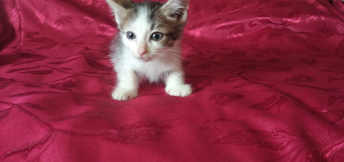 4 котяток  подобрали в пакете, "добрый" хозяин постарался 