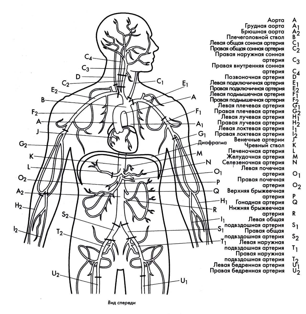 Стороны человека анатомия. Схема строения артериальной системы. Артериальная система человека анатомия схема. Внутренние органы человека схема схема. Кровоснабжение туловища схема.