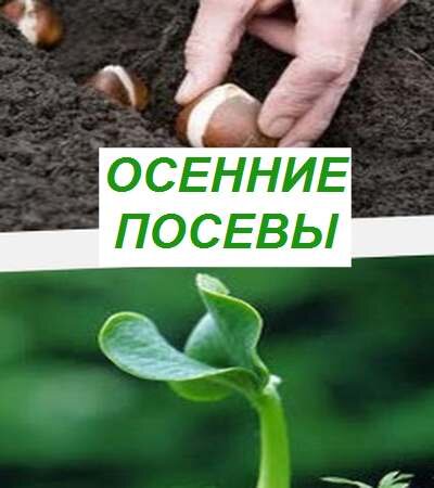 осенний посев