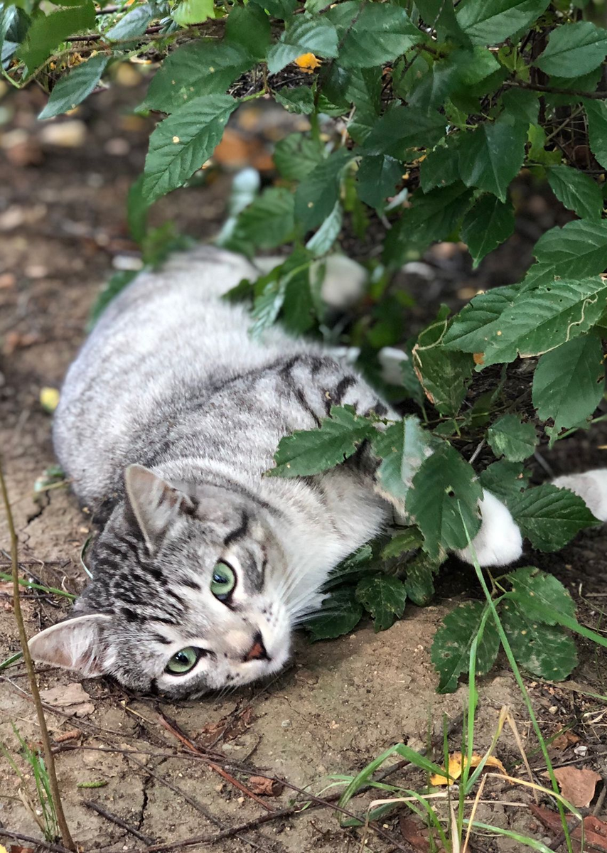 История кота с бирюзовыми глазами | КОТО🐈БЛОГ | Дзен